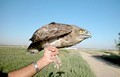 Short-toed Eagle. Javier Blasco-Zumeta. Photo 9