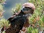 Short-toed Eagle. Richard Frèze. 2008. Image 1