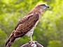 Short-toed Eagle. Richard Frèze. 2008. Image 2