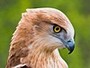 Short-toed Eagle. Richard Frèze. 2008. Image 3