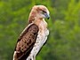 Short-toed Eagle. Richard Frèze. 2008. Image 4