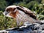 Short-toed Eagle. Richard Frèze. 2008. Image 5