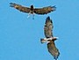 Short-toed Eagle. Richard Frèze. 2008. Image 6