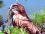 Short-toed Eagle. Richard Frèze. 2008. Image 7