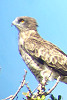 Short-toed Eagle. Sameh Darawshi. 2006. Photo 1