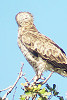 Short-toed Eagle. Sameh Darawshi. 2006. Photo 3