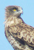 Short-toed Eagle. Sameh Darawshi. 2006. Photo 4