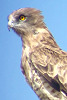 Short-toed Eagle. Sameh Darawshi. 2006. Photo 5