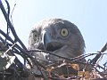 Short-toed Eagle. Sergey Domashevsky. 2006. From behind the nest lip