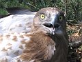 Short-toed Eagle. Sergey Domashevsky. 2006. Fighting