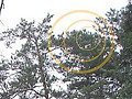Short-toed Eagle. Sergey Domashevsky. 2006. Nesting tree