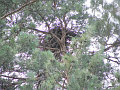 Short-toed Eagle. Sergey Domashevsky. 2006. Nest