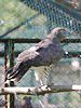Circaetus gallicus. Kiev Zoo. Sergey Sidorov. 2006. Photo 1