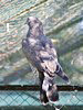 Circaetus gallicus. Kiev Zoo. Sergey Sidorov. 2006. Photo 2
