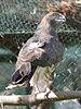 Circaetus gallicus. Kiev Zoo. Sergey Sidorov. 2006. Photo 3