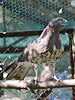 Circaetus gallicus. Kiev Zoo. Sergey Sidorov. 2006. Photo 4