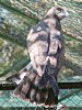 Circaetus gallicus. Kiev Zoo. Sergey Sidorov. 2006. Photo 5