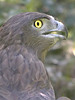Circaetus gallicus. Kiev Zoo. Sergey Sidorov. 2006. Photo 6