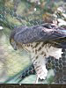 Circaetus gallicus. Kiev Zoo. Sergey Sidorov. 2006. Photo 7