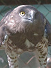 Circaetus gallicus. Kiev Zoo. Sergey Sidorov. 2006. Photo 8