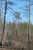 Short-toed Eagle. Smolenskoe Poozerje. 2006. Photo 1