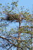 Short-toed Eagle. Smolenskoe Poozerje. 2006. Photo 2