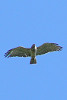 Short-toed Eagle. Smolenskoe Poozerje. 2006. Photo 3