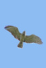 Short-toed Eagle. Smolenskoe Poozerje. 2006. Photo 4