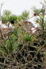 Short-toed Eagle. Smolenskoe Poozerje. 2006. Photo 5