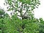 Short-toed Eagle. Viktor Belik. 2008. Photo 1