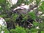 Short-toed Eagle. Viktor Belik. 2008. Photo 2
