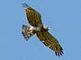 Short-toed Eagle. Viktor Belik. 2008. Photo 3