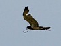 Short-toed Eagle. Viktor Belik. 2008. Photo 4