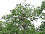 Short-toed Eagle. Viktor Belik. 2008. Photo 5