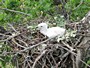 Short-toed Eagle. Viktor Belik. 2008. Photo 6
