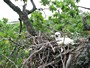 Short-toed Eagle. Viktor Belik. 2008. Photo 8