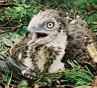 Short-toed Eagle nestling with paralyzed Grass Snake in a nest. 7.07.1997, Beshenkovichi district. Photo by V.V. Ivanovsky