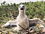 Short-toed Eagle. Vladimir Ivanovski. Photo 1