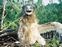 Short-toed Eagle. Vladimir Ivanovski. Photo 2