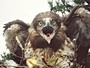Short-toed Eagle. Vladimir Ivanovski. Photo 3