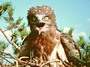 Short-toed Eagle. Vladimir Ivanovski. Photo 4