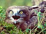 Short-toed Eagle. Vladimir Ivanovski. Photo 8