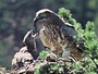 Short-toed Eagle. Vladimir Ivanovski. Photo 9