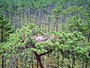 Short-toed Eagle. Vladimir Ivanovski. Photo 12