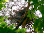 Short-toed Eagle. Voronezh Reserve. 2009. Photo 1