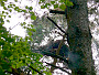 Short-toed Eagle. Voronezh Reserve. 2009. Photo 3