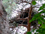 Short-toed Eagle. Voronezh Reserve. 2009. Photo 4