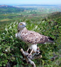 Wind farms fields in Spain and a Short-toed Eagle on a perch