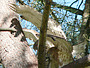 Short-toed Eagle. Yves Forget. 2005-2007. Photo 1