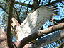 Short-toed Eagle. Yves Forget. 2005-2007. Photo 2
